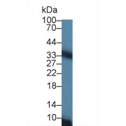Western blot analysis of Rat Liver lysate, using Rat CACT Antibody (1 µg/ml) and HRP-conjugated Goat Anti-Rabbit antibody (<a href="https://www.abbexa.com/index.php?route=product/search&amp;search=abx400043" target="_blank">abx400043</a>, 0.2 µg/ml).