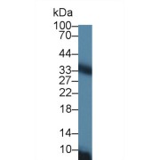 Western blot analysis of Rat Liver lysate, using Rat CACT Antibody (1 µg/ml) and HRP-conjugated Goat Anti-Rabbit antibody (<a href="https://www.abbexa.com/index.php?route=product/search&amp;search=abx400043" target="_blank">abx400043</a>, 0.2 µg/ml).