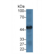 Western blot analysis of Mouse Heart lysate, using Rabbit Anti-Human GLUT4/SLC2A4 Antibody (2 µg/ml) and HRP-conjugated Goat Anti-Rabbit antibody (<a href="https://www.abbexa.com/index.php?route=product/search&amp;search=abx400043" target="_blank">abx400043</a>, 0.2 µg/ml).