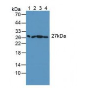 Western blot analysis of (1) Mouse Serum, (2) Mouse Placenta Tissue, (3) Mouse Lung Tissue and (4) Mouse HeLa cells.