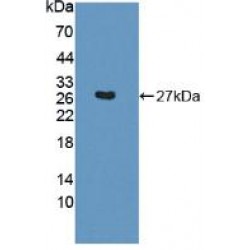 Synaptosomal Associated Protein 23 kDa (SNAP23) Antibody