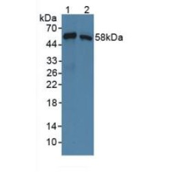 Syntrophin Beta 1 (SNTb1) Antibody