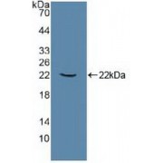 Western blot analysis of recombinant Human ATP1a1.