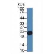 Western blot analysis of Rat Testis lysate, using Human Sp17 Antibody (1 µg/ml) and HRP-conjugated Goat Anti-Rabbit antibody (<a href="https://www.abbexa.com/index.php?route=product/search&amp;search=abx400043" target="_blank">abx400043</a>, 0.2 µg/ml).
