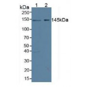 Western blot analysis of (1) Human HeLa cells and (2) Human 293T Cells.