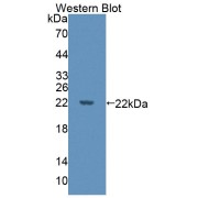 Western blot analysis of the recombinant protein.