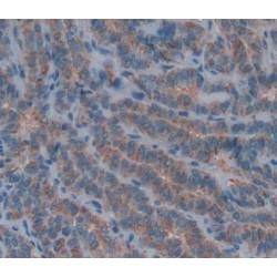 Developmental Pluripotency Associated Protein 3 (DPPA3) Antibody