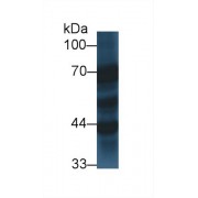 Western blot analysis of Pig Cerebrum lysate, using Human SYT1 Antibody (1 µg/ml) and HRP-conjugated Goat Anti-Rabbit antibody (<a href="https://www.abbexa.com/index.php?route=product/search&amp;search=abx400043" target="_blank">abx400043</a>, 0.2 µg/ml).