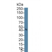 Western blot analysis of Rat Serum, using Rat TCN2 Antibody (2 µg/ml) and HRP-conjugated Goat Anti-Rabbit antibody (<a href="https://www.abbexa.com/index.php?route=product/search&amp;search=abx400043" target="_blank">abx400043</a>, 0.2 µg/ml).