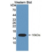 Western blot analysis of recombinant Human ELOC.
