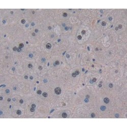 Transcription Elongation Factor A Protein 3 (TCEA3) Antibody