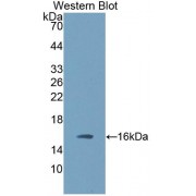 Western blot analysis of recombinant TGFb3 protein using Transforming Growth Factor Beta 3 (TGFb3) Antibody.