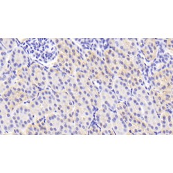 Transforming Growth Factor Beta 3 (TGFb3) Antibody