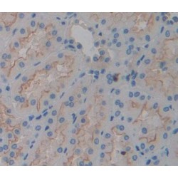 Trans Golgi Network Protein 2 (TGOLN2) Antibody