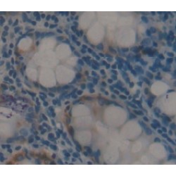 EGF Like Module Containing Mucin Like Hormone Receptor 1 (EMR1) Antibody