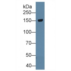 Tenascin R (TNR) Antibody