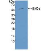 Western blot analysis of recombinant Mouse TUFT.