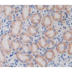 Tuftelin (TUFT) Antibody