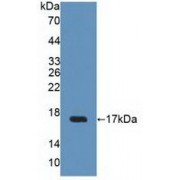 Western blot analysis of recombinant Human UPK2.