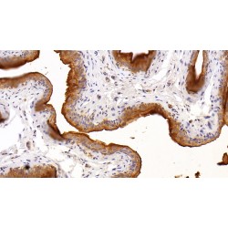 Uroplakin 2 (UPK2) Antibody