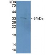 Western blot analysis of recombinant Mouse PCDH15.
