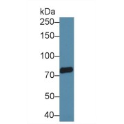 Western blot analysis of Rat Cerebrum lysate, using Human TRPV3 Antibody (2 µg/ml) and HRP-conjugated Goat Anti-Rabbit antibody (<a href="https://www.abbexa.com/index.php?route=product/search&amp;search=abx400043" target="_blank">abx400043</a>, 0.2 µg/ml).