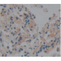 Protein Wnt-2b (WNT2B) Antibody