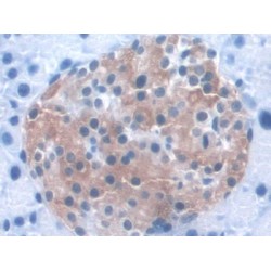 Kidney And Brain Protein (KIBRA) Antibody