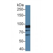 Western blot analysis of Human HeLa cell lysate, using Mouse XYLT2 Antibody (1 µg/ml) and HRP-conjugated Goat Anti-Rabbit antibody (<a href="https://www.abbexa.com/index.php?route=product/search&amp;search=abx400043" target="_blank">abx400043</a>, 0.2 µg/ml).