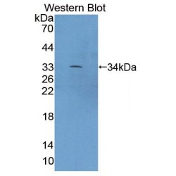 Xylosyltransferase II (XYLT2) Antibody