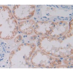 Xylosyltransferase II (XYLT2) Antibody