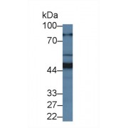 Western blot analysis of Mouse Liver lysate, using Mouse MTF1 Antibody (1 µg/ml) and HRP-conjugated Goat Anti-Rabbit antibody (<a href="https://www.abbexa.com/index.php?route=product/search&amp;search=abx400043" target="_blank">abx400043</a>, 0.2 µg/ml).