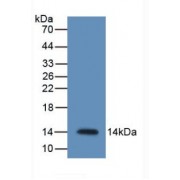 Western blot analysis of recombinant Mouse RETN.