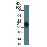 Western blot analysis of Rabbit Serum, using Rabbit APOA1 Antibody (3 µg/ml) and HRP-conjugated Goat Anti-Mouse antibody (<a href="https://www.abbexa.com/index.php?route=product/search&amp;search=abx400001" target="_blank">abx400001</a>, 0.2 µg/ml).