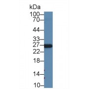 Western blot analysis of Human Serum, using Human APOA1 Antibody (2 µg/ml) and HRP-conjugated Goat Anti-Mouse antibody (<a href="https://www.abbexa.com/index.php?route=product/search&amp;search=abx400001" target="_blank">abx400001</a>, 0.2 µg/ml).