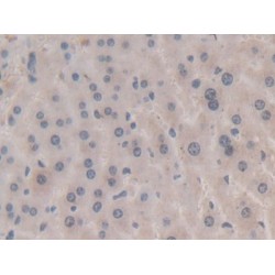 Apolipoprotein A5 (APOA5) Antibody