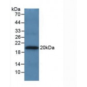 Western blot analysis of recombinant Human APOA5.