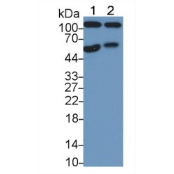 Amphiregulin (AREG) Antibody