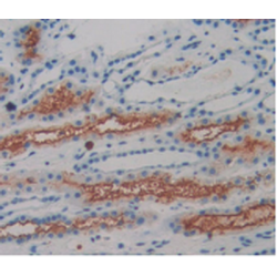 Amphiregulin (AREG) Antibody