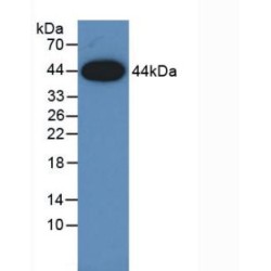 Amphiregulin (AREG) Antibody