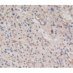 Amphiregulin (AREG) Antibody