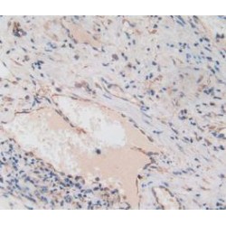 Amphiregulin (AREG) Antibody