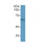 Western blot analysis of Human Liver lysate, using Human NRG1 Antibody (2 µg/ml) and HRP-conjugated Goat Anti-Mouse antibody (<a href="https://www.abbexa.com/index.php?route=product/search&amp;search=abx400001" target="_blank">abx400001</a>, 0.2 µg/ml).