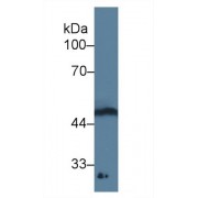 Western blot analysis of Rat Spinal cord lysate, using Human GDF11 Antibody (3 µg/ml) and HRP-conjugated Goat Anti-Mouse antibody (<a href="https://www.abbexa.com/index.php?route=product/search&amp;search=abx400001" target="_blank">abx400001</a>, 0.2 µg/ml).
