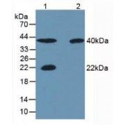 Western blot analysis of (1) Porcine Skeletal Muscle Tissue, (2) Rat Skeletal Muscle Tissue, (3) Human Liver Tissue and (4) Human Lung Tissue.