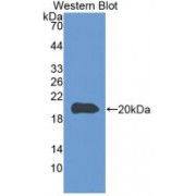 Western blot analysis of recombinant Cow CASP8.