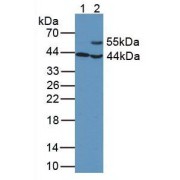 Western blot analysis of (1) Porcine Brain Tissue and (2) Porcine Heart Tissue;).