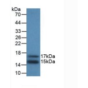 Western blot analysis of recombinant Human MCP1.