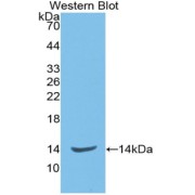 abx131770