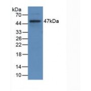 Western blot analysis of recombinant Rat CD40L.